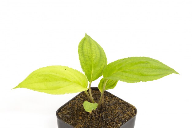 Jeune Plantule Verte De Passiflore Dans Un Pot De Fleurs En Argile