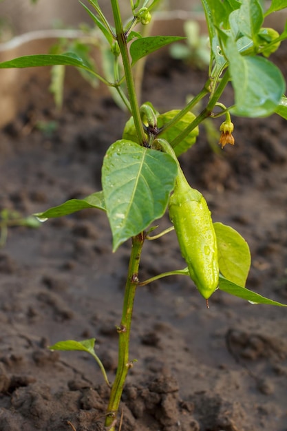 Jeune poivron poussant sur un buisson dans le jardin Plante de poivron bulgare ou douce