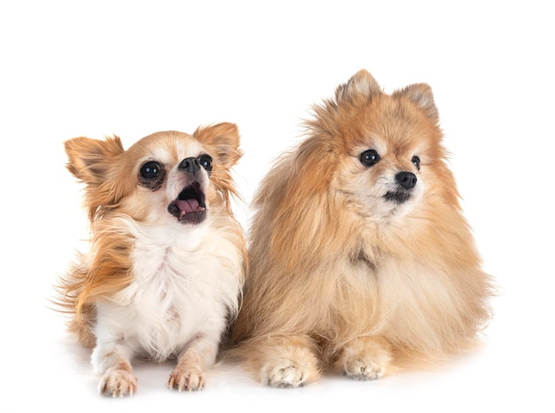 Jeune poméranien et chihuahua in front of white background