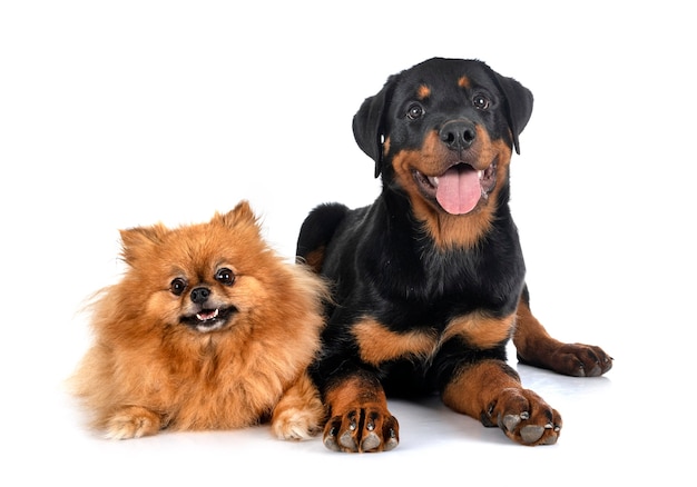 Jeune poméranien et chiot rottweiler in front of white background