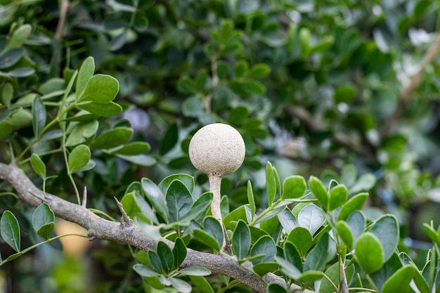 Jeune pomme en bois poussant sur une branche dans le jardin avec espace de copie