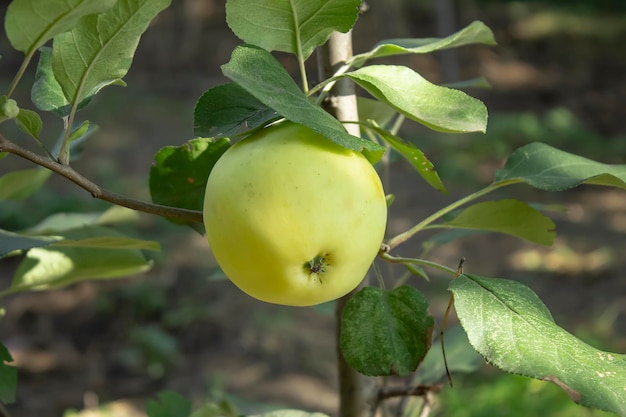 Jeune pommier avec une pomme jaune mûre Concept de jardinage