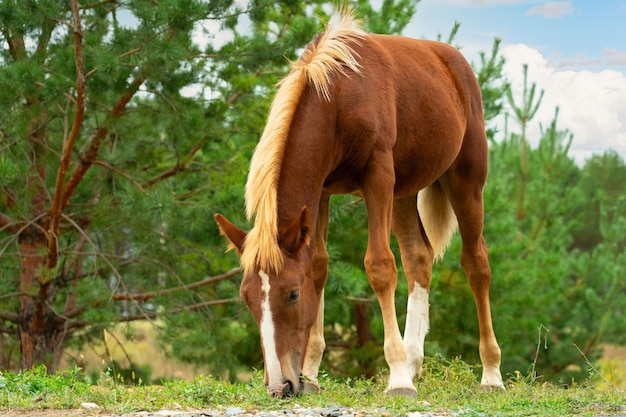 Un jeune poulain brun mange de l'herbe au bord d'une forêt de pins