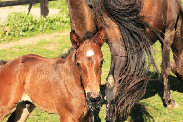 Jeune poulain avec sa mère dans un champ au printemps