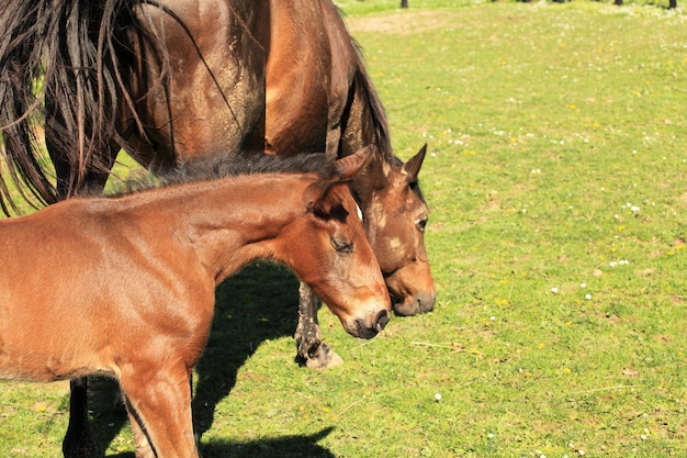 Jeune poulain avec sa mère dans un champ au printemps