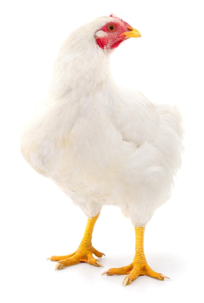 Photo jeune poule blanche isolée sur fond blanc