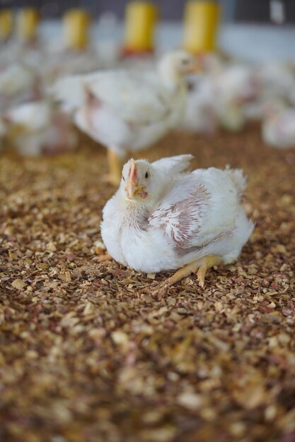 jeune poule reposant sur le sol