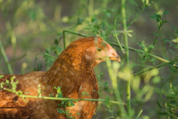 Jeune poulet brun Jeune poule brune Élevage en plein air Gros plan de tête de poule brune