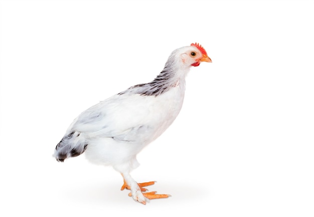 jeune poulet isolé sur fond blanc