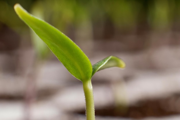 Jeune pousse au printemps. Gros plan de la pousse. Nouvelle vie.