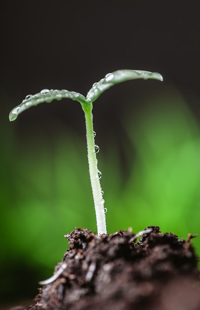 Photo jeune pousse au printemps, gros plan.