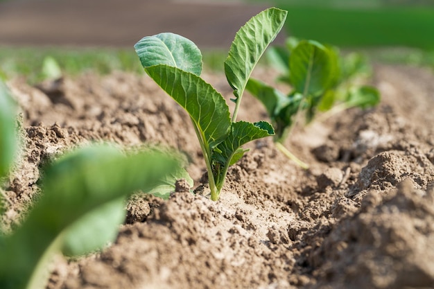 Jeune pousse de chou vert sur le terrain