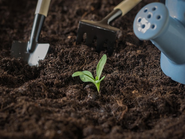 Une jeune pousse dans des gouttes de rosée et des outils pour cultiver le sol