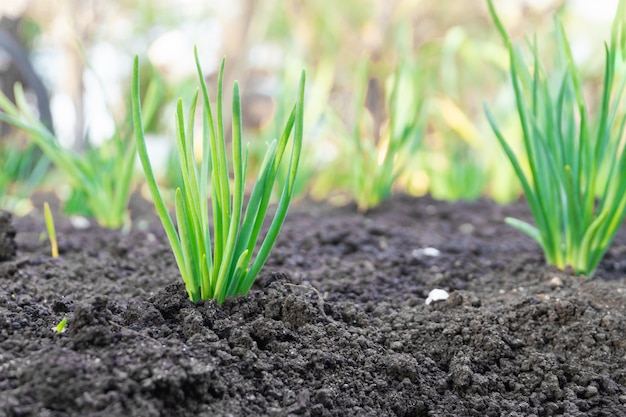 Jeune pousse dans le jardin au printemps