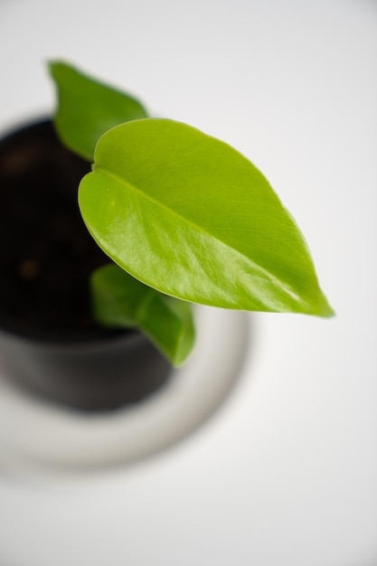 Une jeune pousse d'une fleur de monstera avec de petites feuilles dans un pot noir