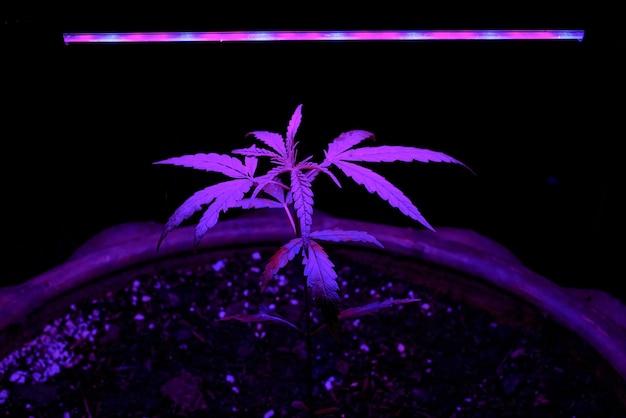 Photo jeune pousse de marijuana poussant dans un pot avec lumière de croissance led