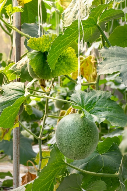 Jeune pousse de melon vert