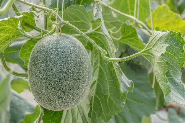 Jeune pousse de melon vert