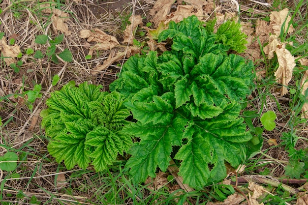 Jeune pousse d'une plante toxique et dangereuse Heraclum sosnowskyi.