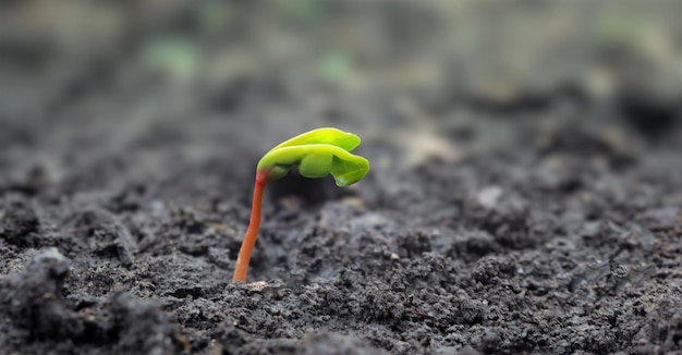 Photo une jeune pousse de printemps d'une plante germe d'une graine dans le sol noir