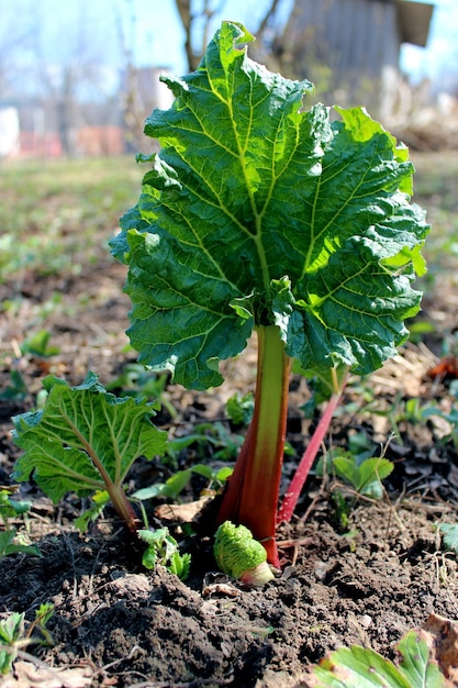 Une jeune pousse de rhubarbe qui surgit du sol au printemps