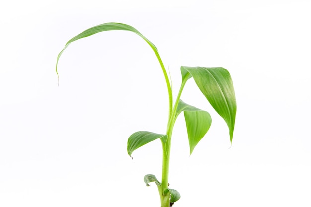 Photo jeune pousse verte de la plante musa acuminata var zebrina également connue sous le nom de banane de sang dans un petit pot