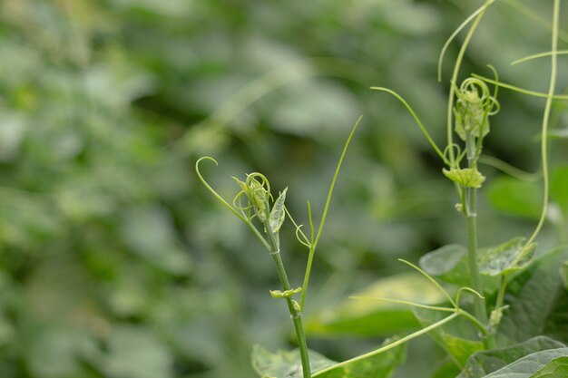 Jeune printemps vert feuilles, fond saisonnier naturel eco avec espace de copie