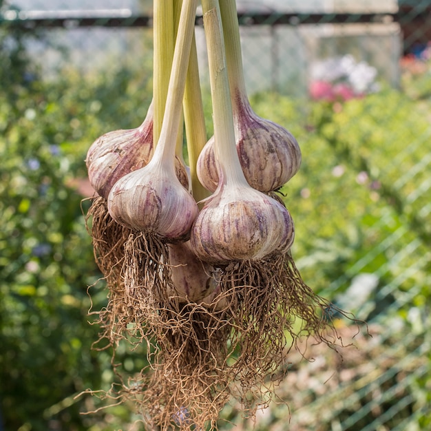 Jeune récolte d'ail dans le jardin. Récolte de légumes