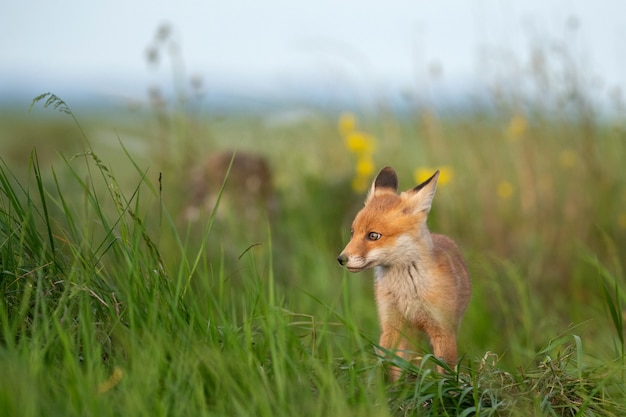 Jeune renard roux dans l'herbe près de son trou.