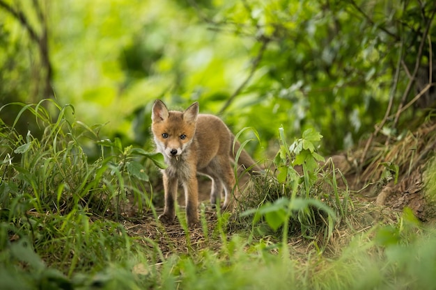 Jeune renard roux debout dans la forêt dans la nature printanière