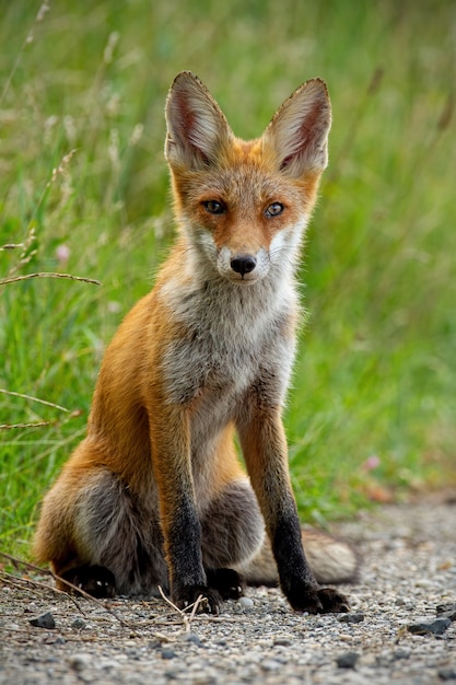 jeune, renard roux, séance herbe