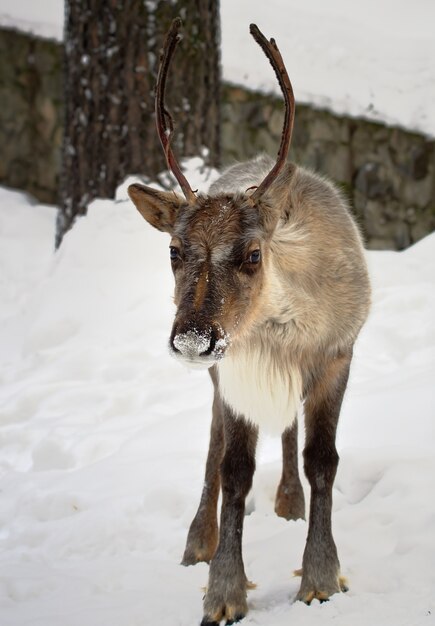 Jeune renne dans la neige Un animal sauvage de l'Arctique avec une fourrure grise et des cornes regarde le spectateur