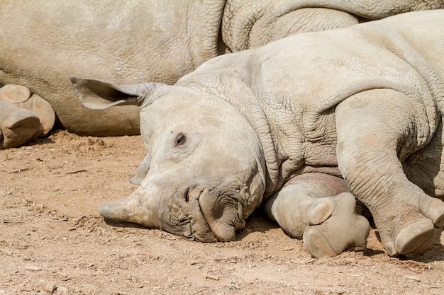 Un jeune rhino menteur