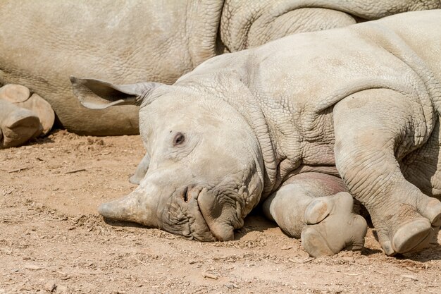 Un jeune rhinocéros menteur