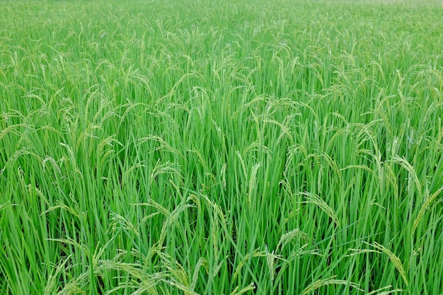 Jeune riz vert dans les rizières