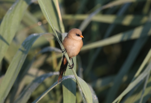 Jeune roseau barbu, également connu sous le nom de mésange barbu