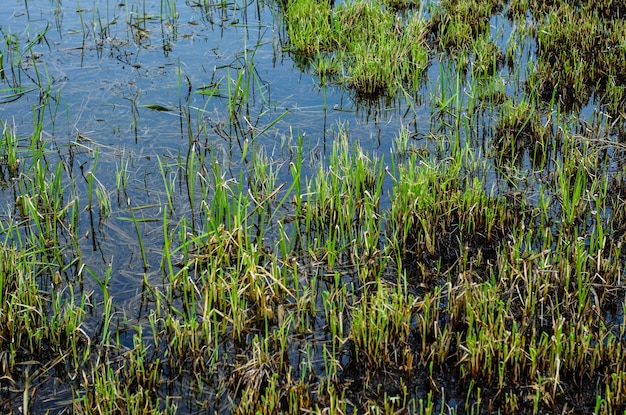 Jeune roseau dans les marais du Dniepr