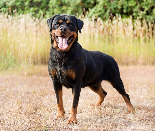 jeune rottweiler dans la nature