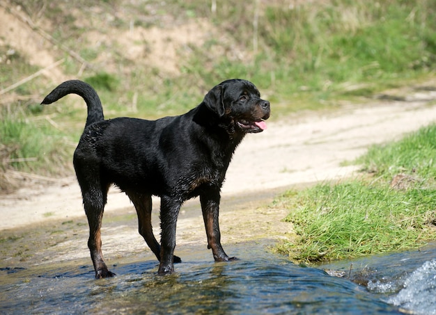 jeune rottweiler