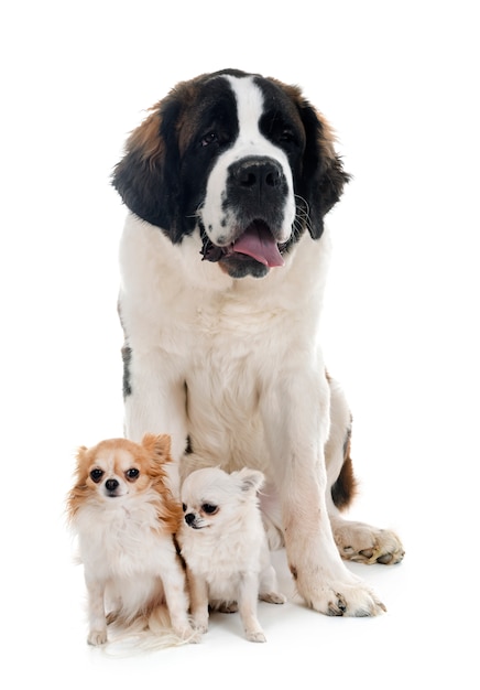 jeune saint bernard et chihuahuas