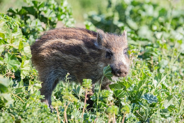 Jeune sanglier marchant en plein air au printemps