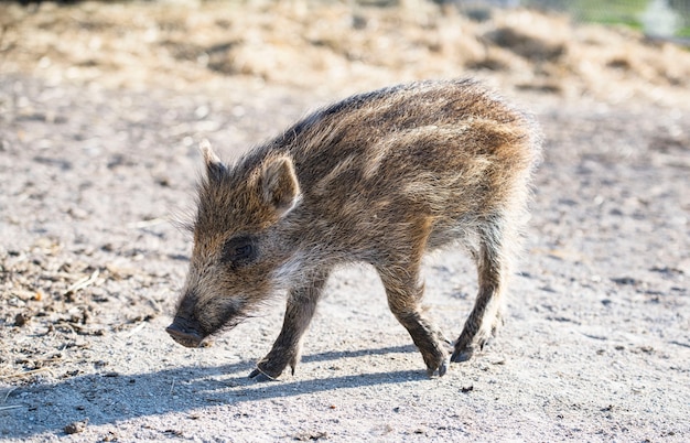 Jeune sanglier marchant en plein air au printemps