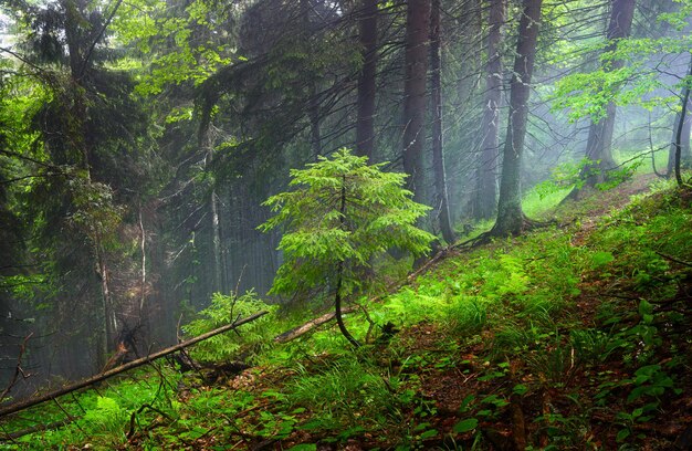 Un jeune sapin dans la forêt Forêt brumeuse Paysage naturel Paysage d'été