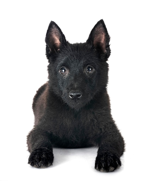 le jeune Schipperke devant un fond blanc