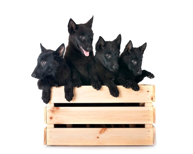 Le jeune Schipperke en studio