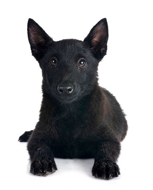 Le jeune Schipperke en studio