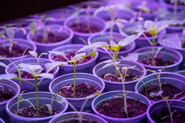 jeune semis agriculture culture de plantes biologiques