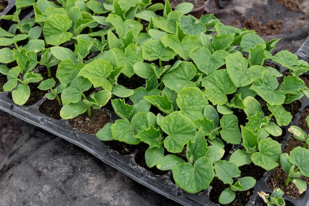 Le jeune semis de concombre prêt à planter dans le sol