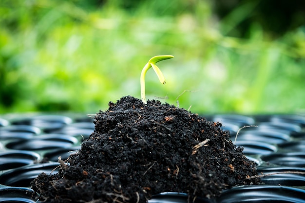 Jeune semis de tournesol poussant dans un sol