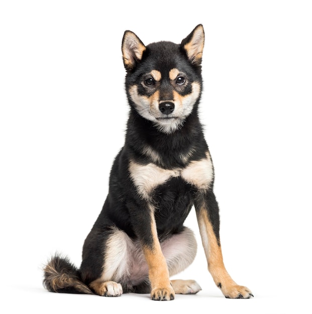 Jeune Shiba Inu assis sur fond blanc